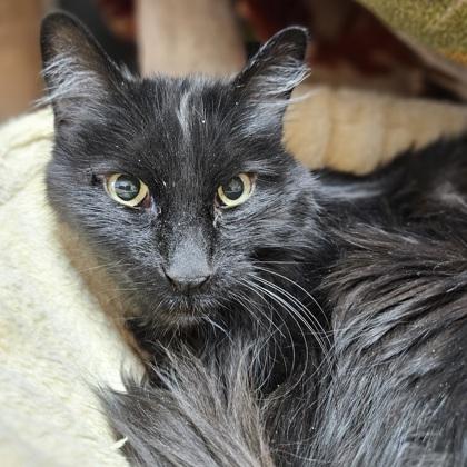 Fitz, a Adoptable mixed breed in Madison, WI image 1/3