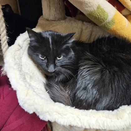 Fitz, a Adoptable mixed breed in Madison, WI image 3/3