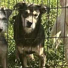 Enlarge Mo, a Adoptable Terrier in Prospect, KY image 1/1
