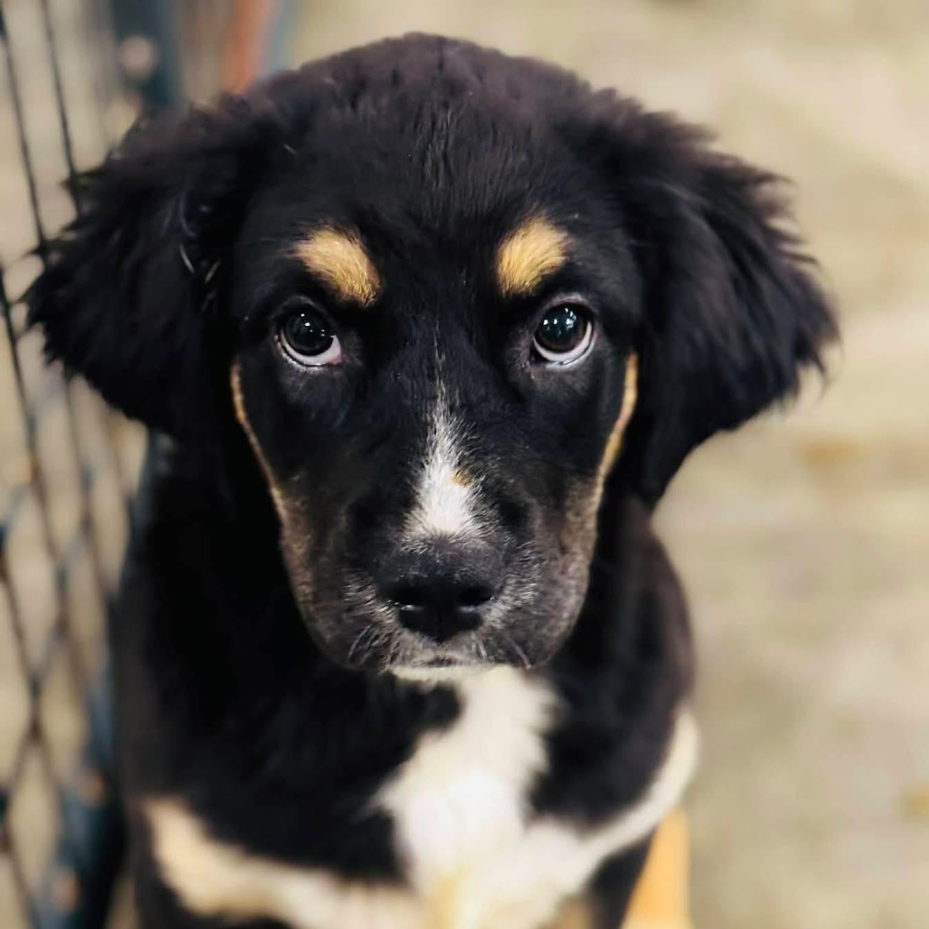 Cletus, an adopted Mixed Breed in Rock Hill, NY image 3/3