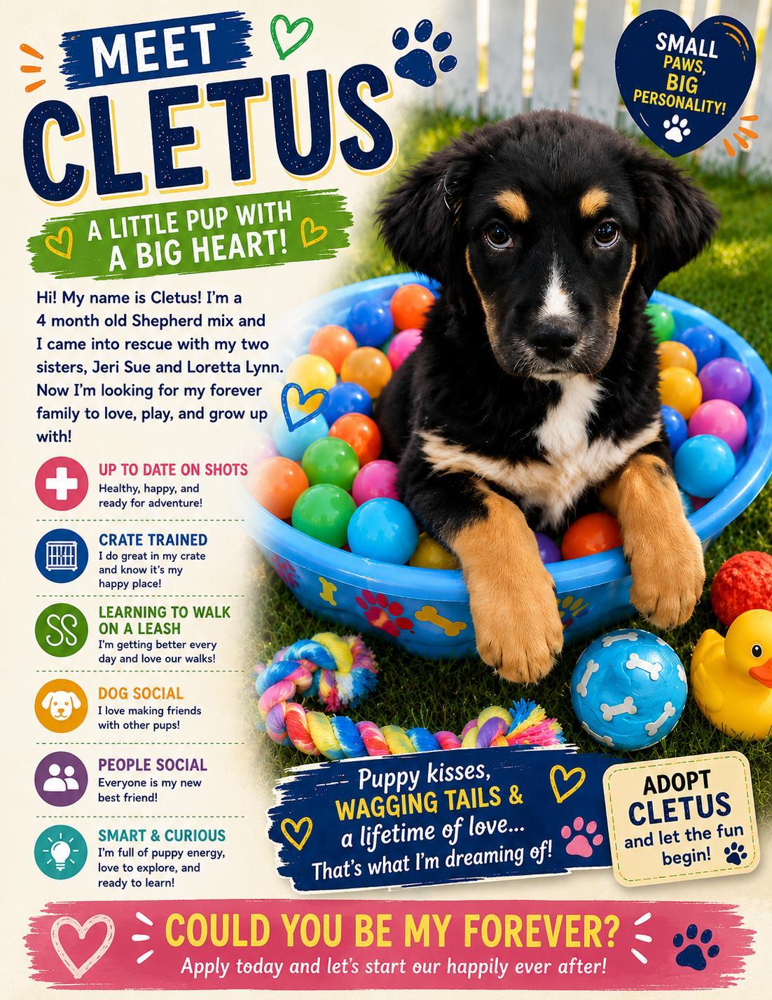 Cletus, an adopted Mixed Breed in Rock Hill, NY image 2/3