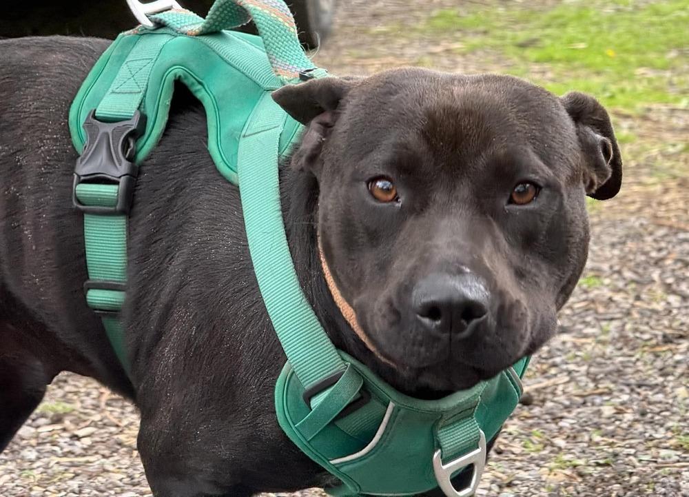 Enlarge Zara, a Adoptable mixed breed in South Bend, IN image 1/3