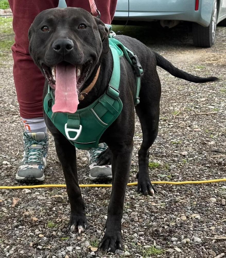 Enlarge Zara, a Adoptable mixed breed in South Bend, IN image 2/3
