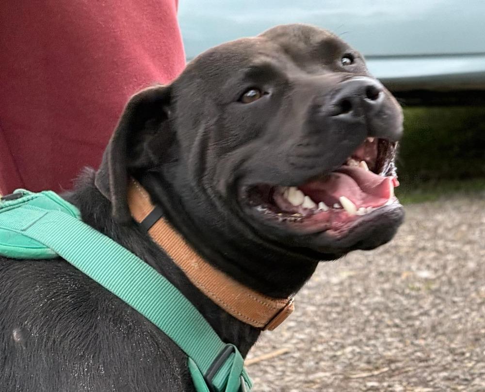 Enlarge Zara, a Adoptable mixed breed in South Bend, IN image 3/3