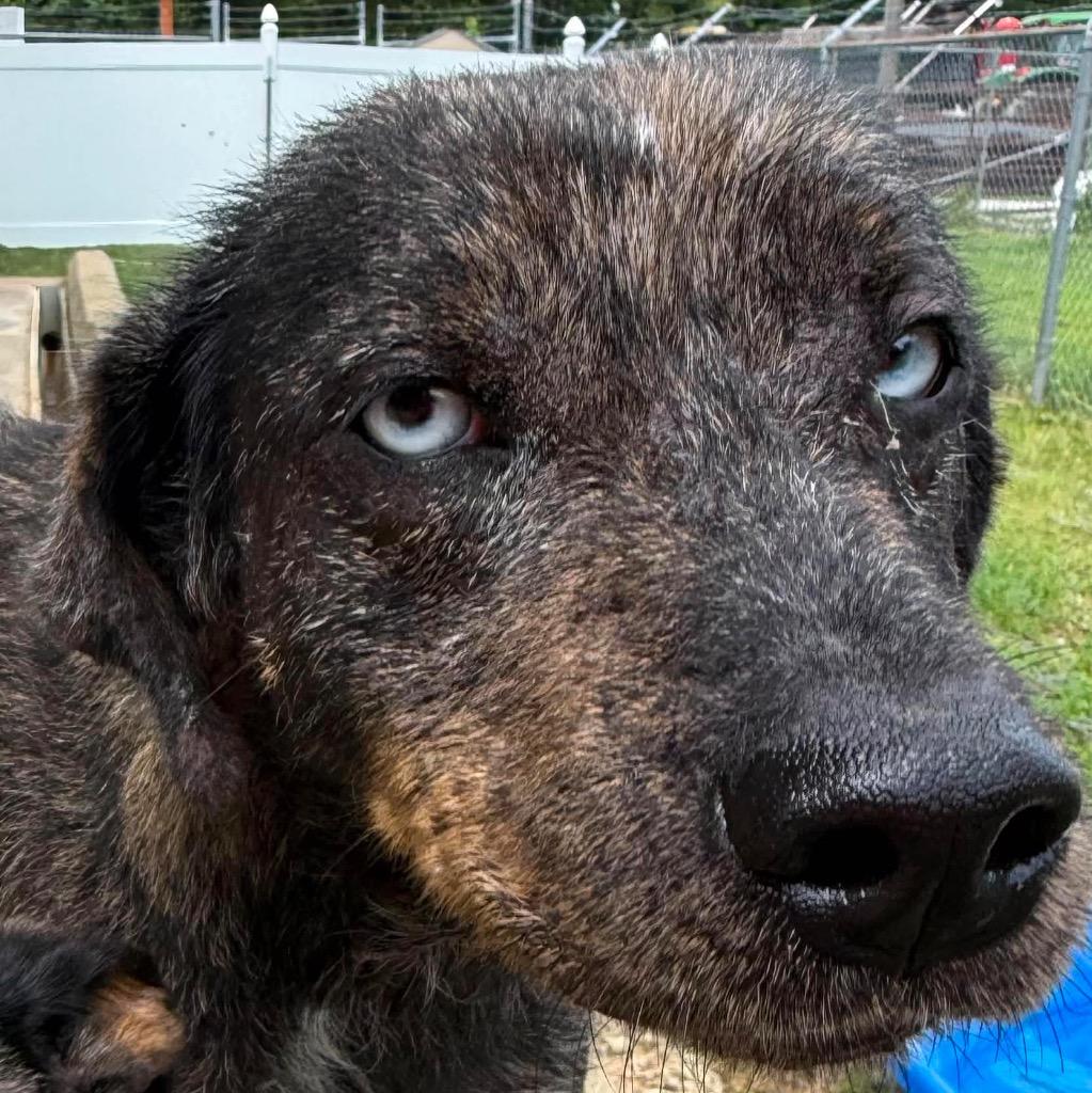 Mal, a Adoptable mixed breed in Morgantown, KY image 2/3
