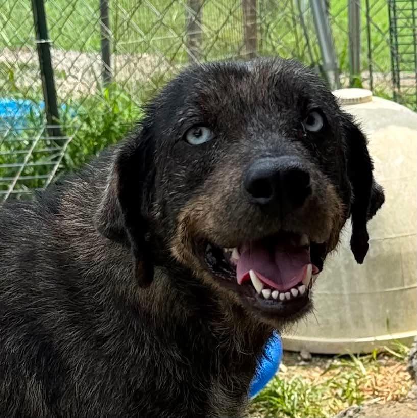 Mal, a Adoptable mixed breed in Morgantown, KY image 2/3