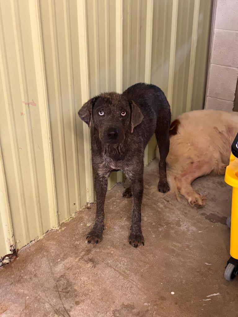 Enlarge Mal, a Adoptable mixed breed in Morgantown, KY image 1/1