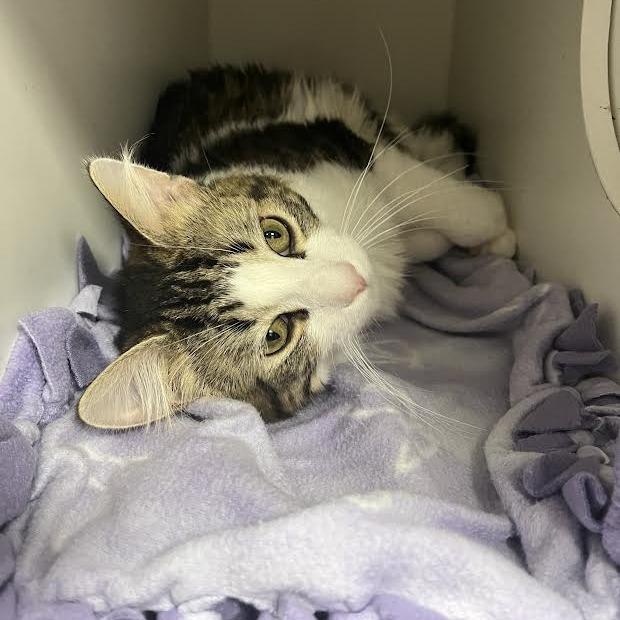 Emerson, a Adoptable Domestic Medium Hair in Chaska, MN image 1/2