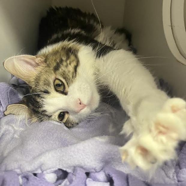 Emerson, a Adoptable Domestic Medium Hair in Chaska, MN image 2/2