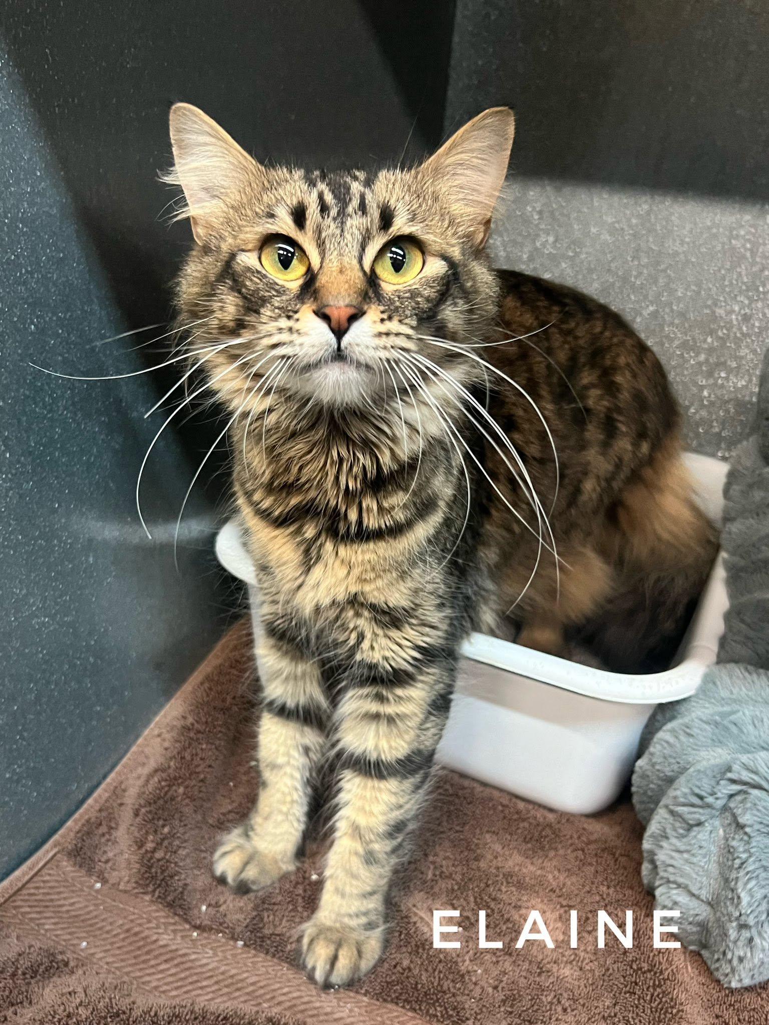 Elaine, ADOPTABLE, Adult Female Domestic Medium Hair.
