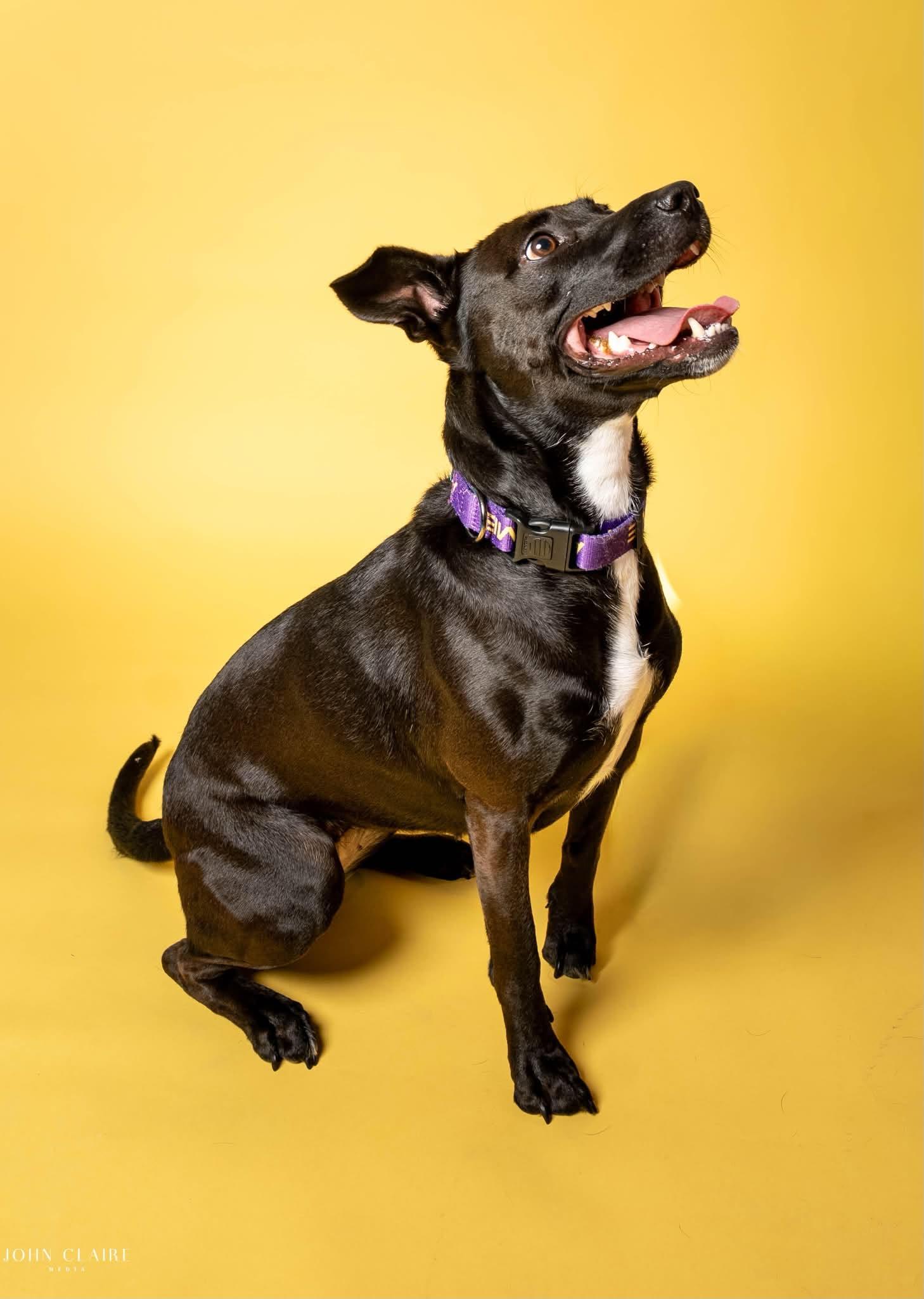 Enlarge JOSIE, a Adoptable mixed breed in Richmond, VA image 3/6