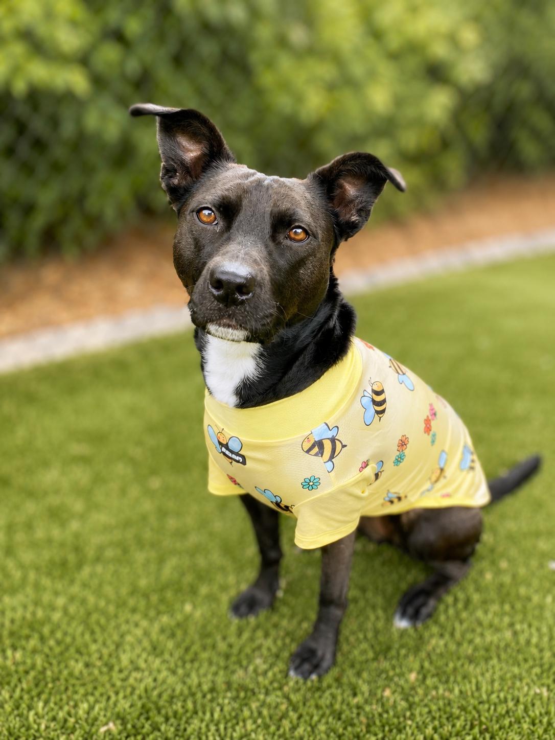 JOSIE, Adoptable, Young Female Pit Bull Terrier & Mixed Breed.