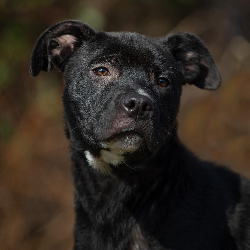 Zion, Adoptable, Young Male Mixed Breed.