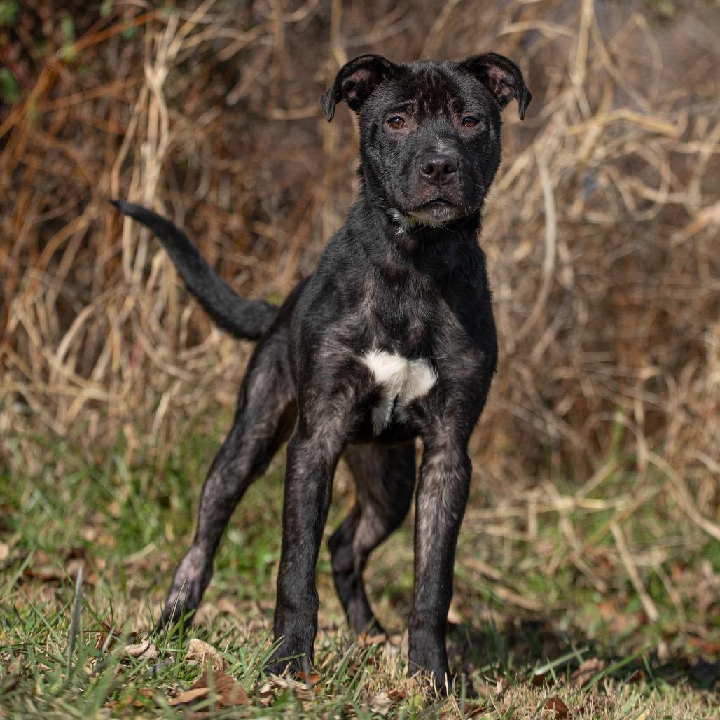 Enlarge Zion, a Adoptable Mixed Breed in Henderson, KY image 2/5
