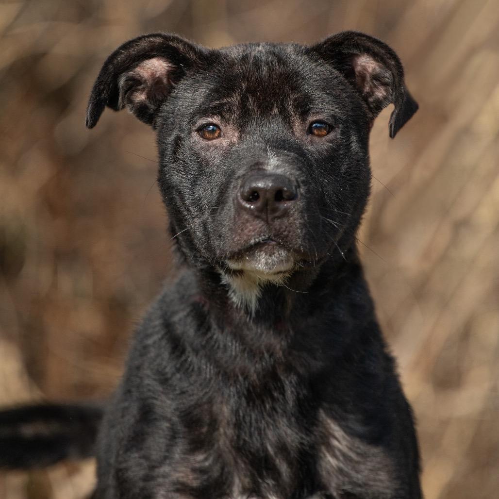Enlarge Zion, a Adoptable Mixed Breed in Henderson, KY image 4/5