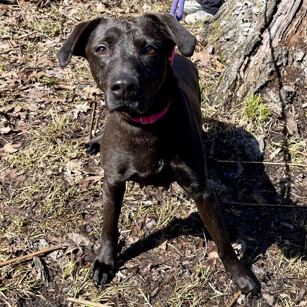 Enlarge Gee Gee, a Adoptable mixed breed in Deerfield, IL image 1/4