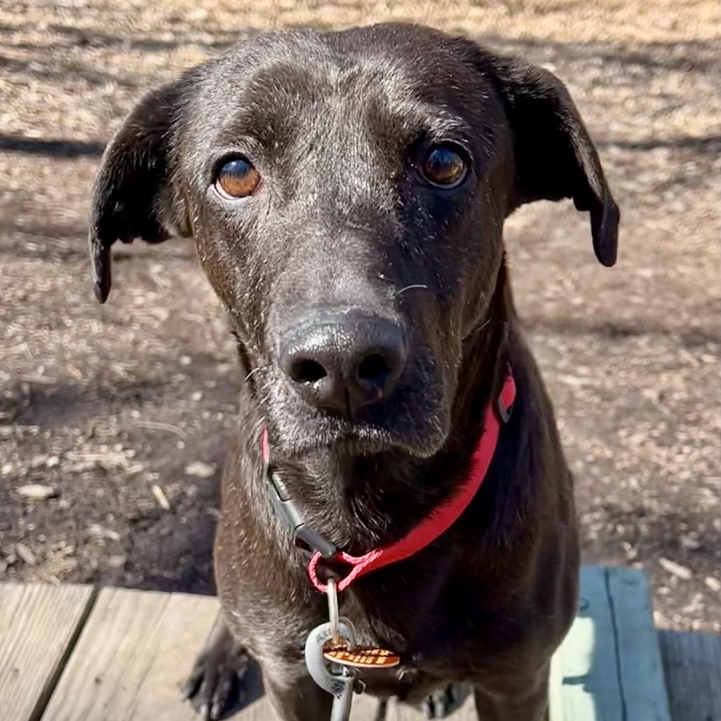 Gee Gee, Adoptable, Adult Female Labrador Retriever & Mixed Breed.