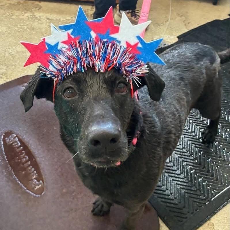 Gee Gee, a Adoptable mixed breed in Deerfield, IL image 2/3