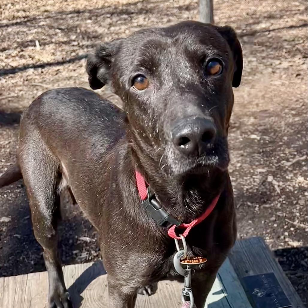 Enlarge Gee Gee, a Adoptable mixed breed in Deerfield, IL image 3/4