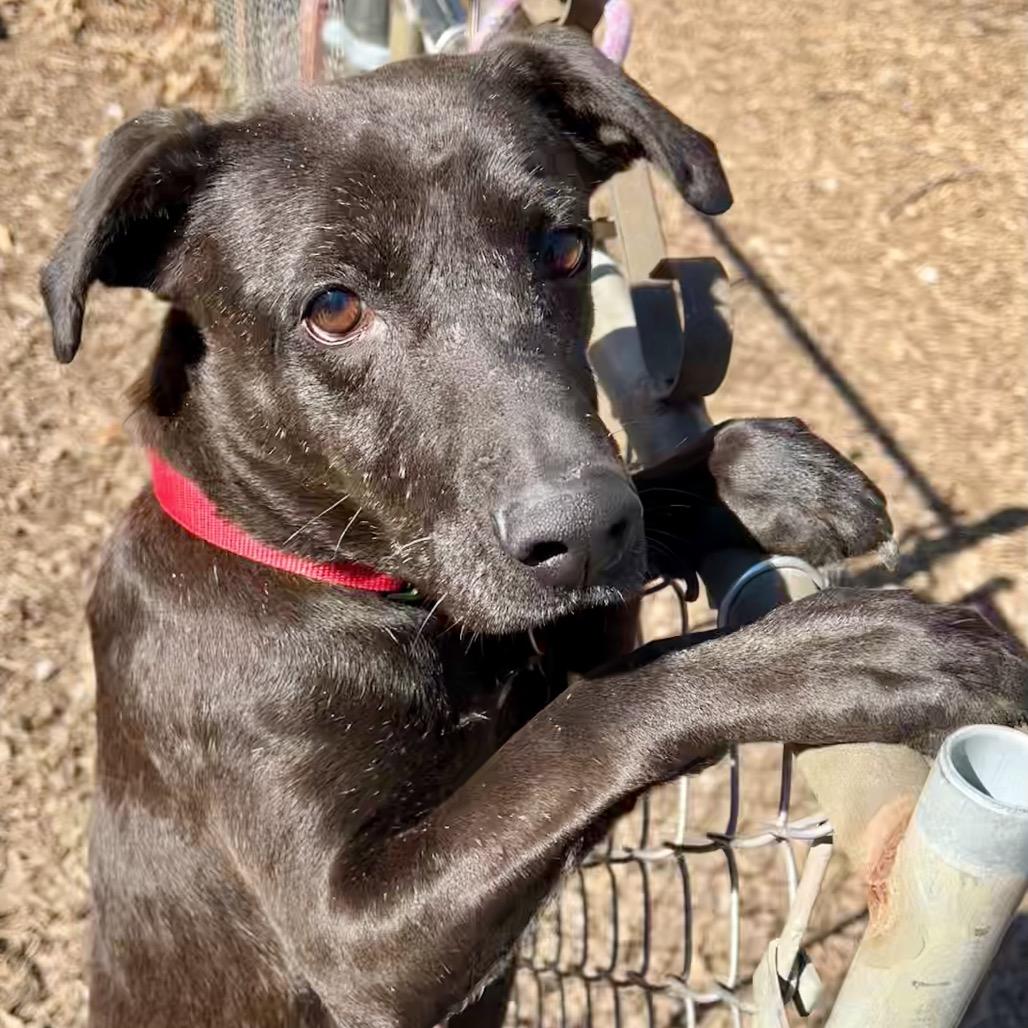 Enlarge Gee Gee, a Adoptable mixed breed in Deerfield, IL image 4/4