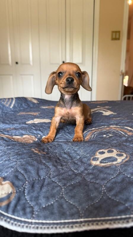 Tater, Adoptable, Puppy Female Dachshund.