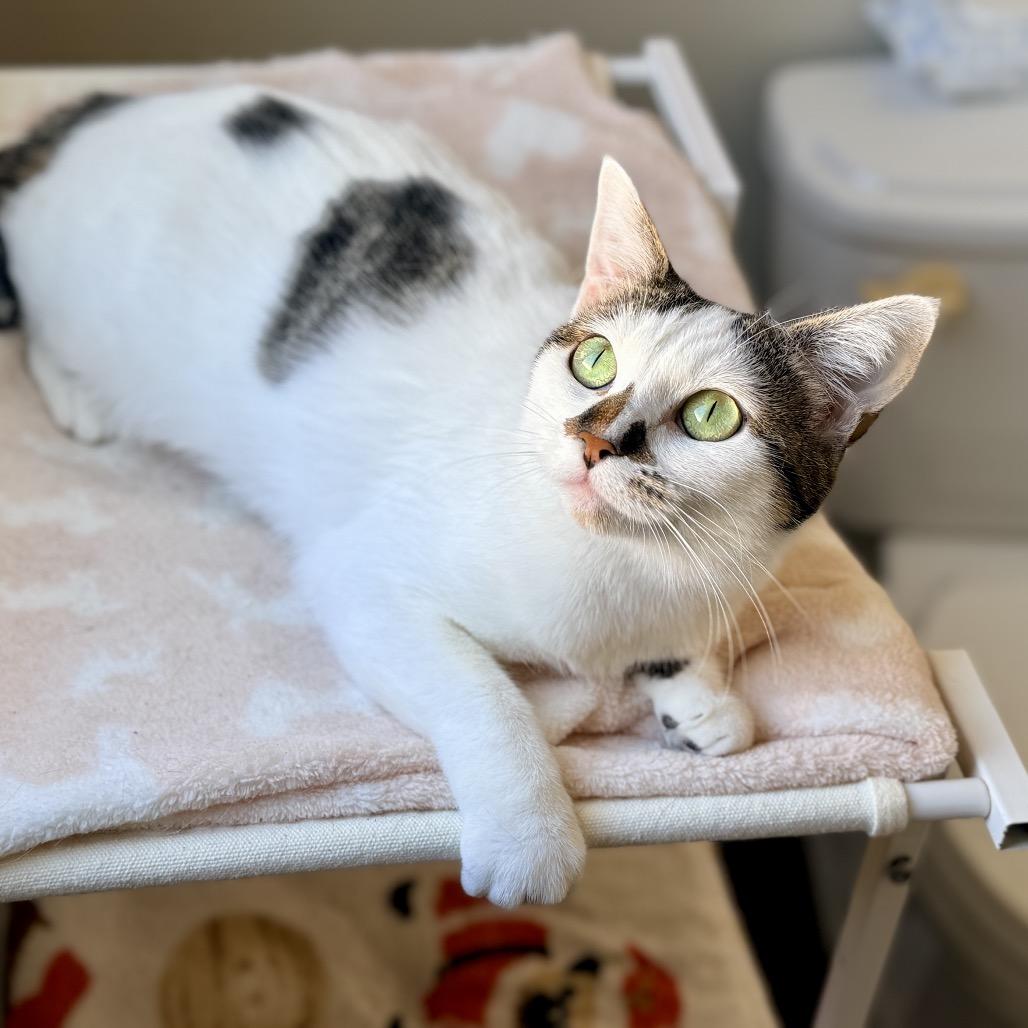 Juniper — thumbnail 2