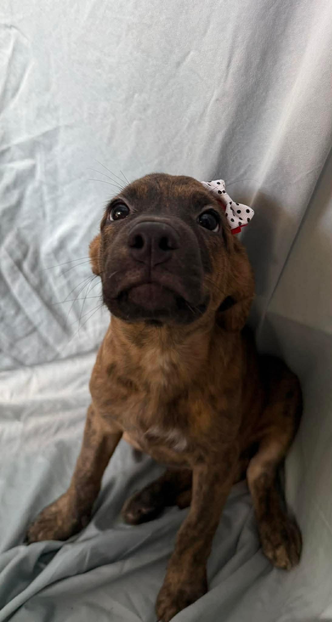 Enlarge Beth, a ADOPTABLE mixed breed in New York, NY image 1/3