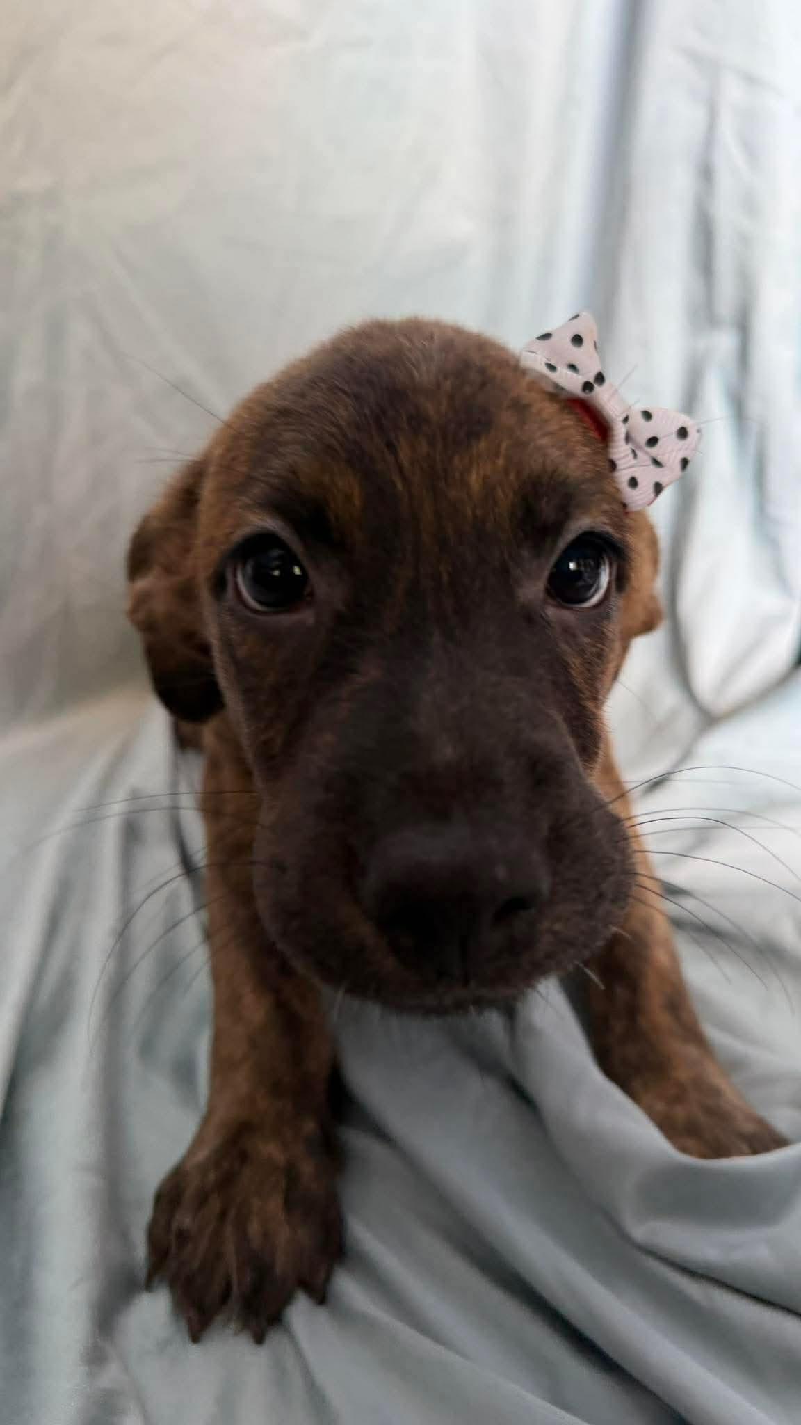 Enlarge Beth, a ADOPTABLE mixed breed in New York, NY image 2/3