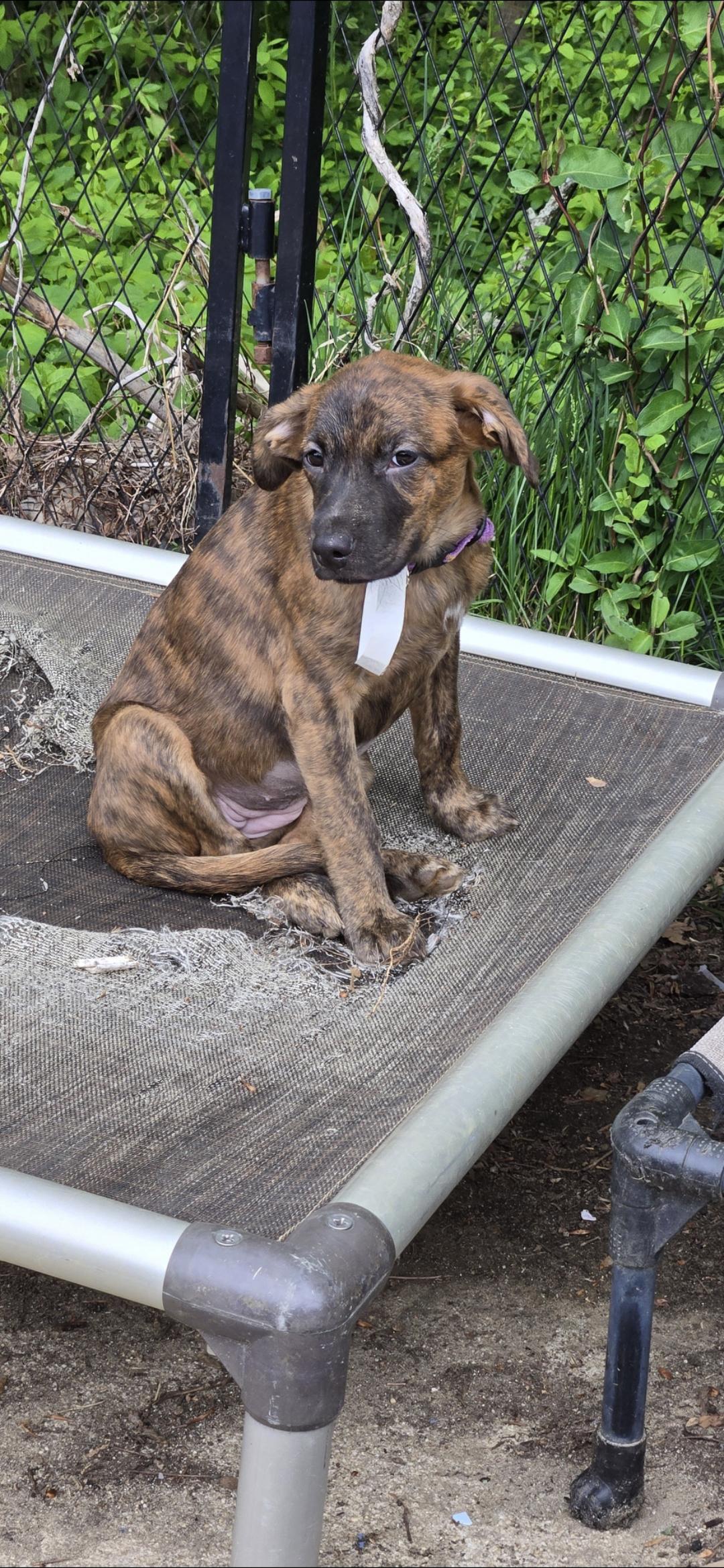 Beth, an adopted mixed breed in New York, NY image 5/5