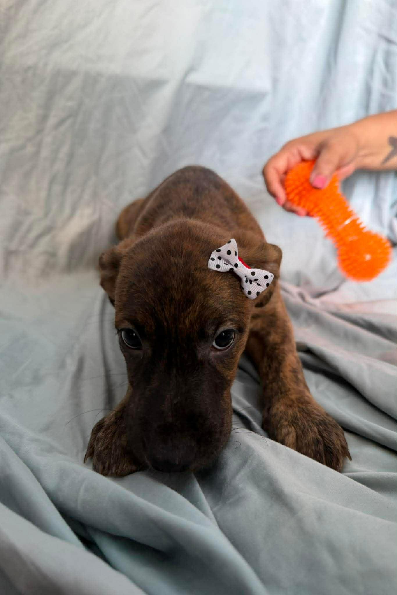 Enlarge Beth, a ADOPTABLE mixed breed in New York, NY image 3/3