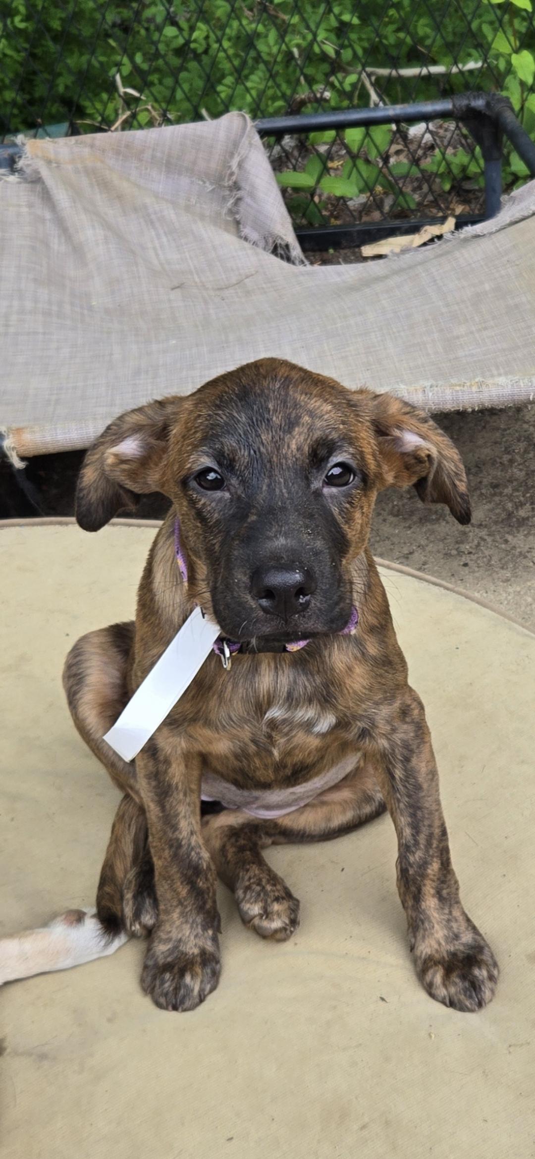 Beth, an adopted mixed breed in New York, NY image 4/5