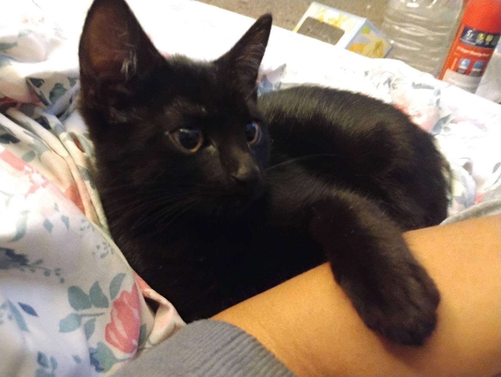 Enlarge Bella Luna, a Adoptable Bombay in Glendale, AZ image 1/2