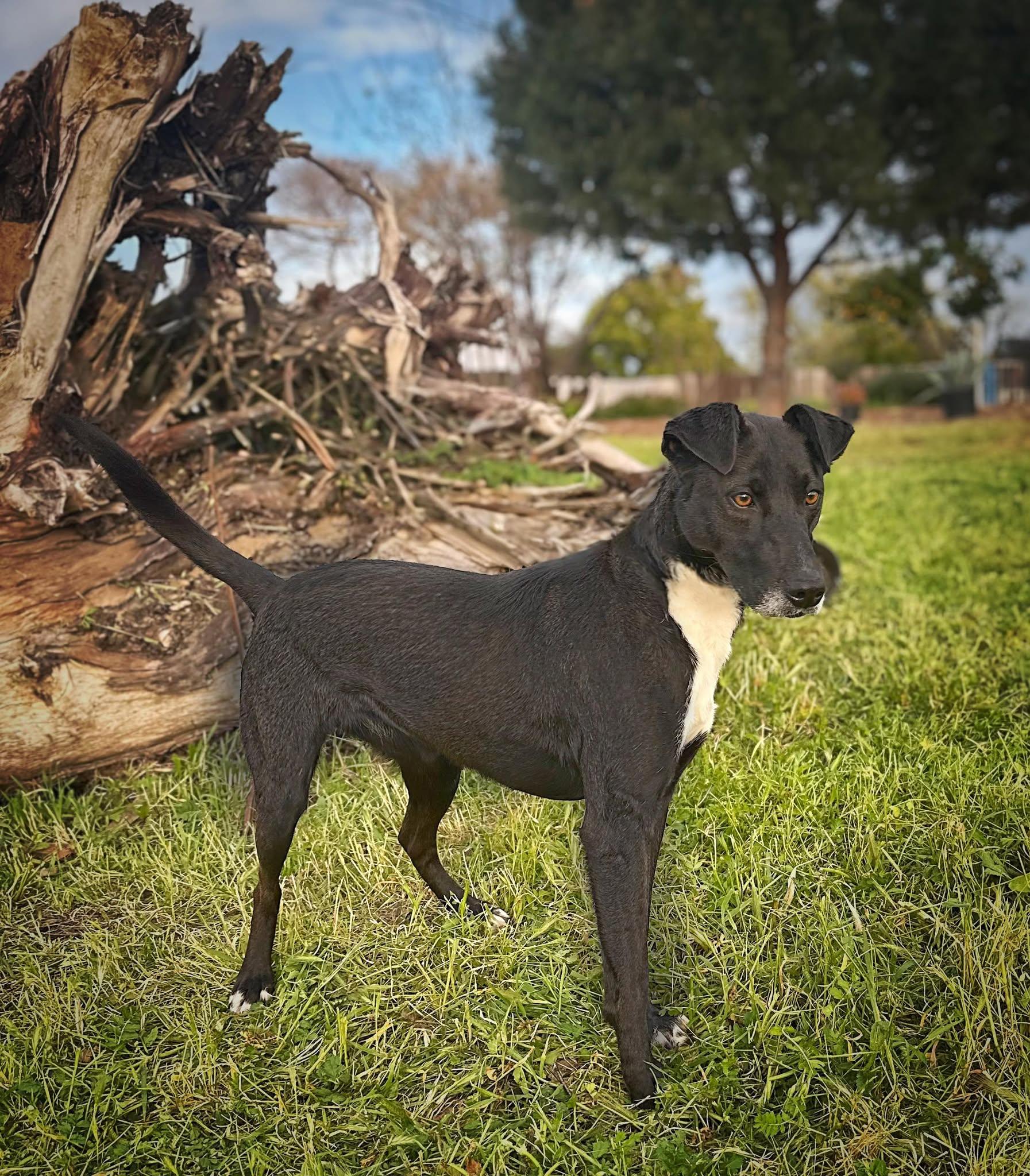Bow, a Adoptable mixed breed in Modesto , CA image 1/4