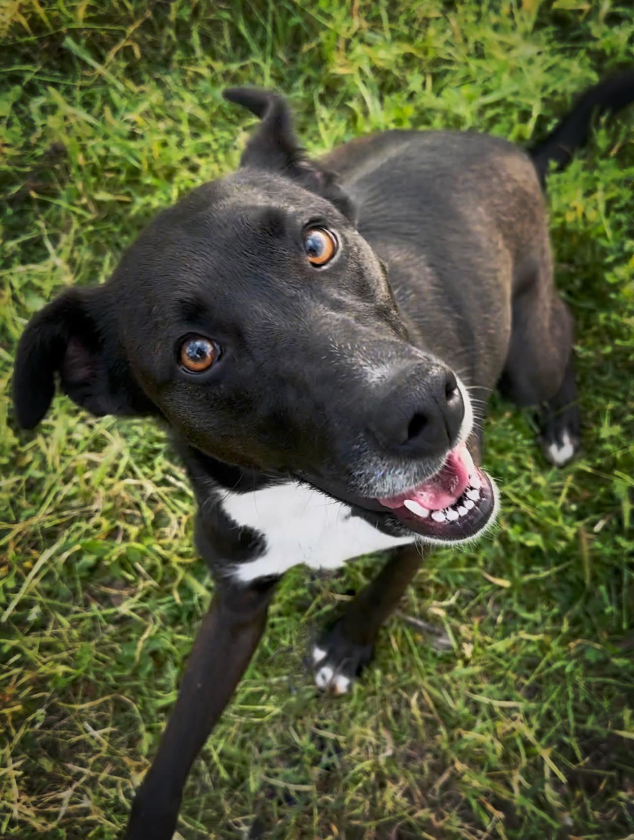 Bow, a Adoptable mixed breed in Modesto , CA image 2/4
