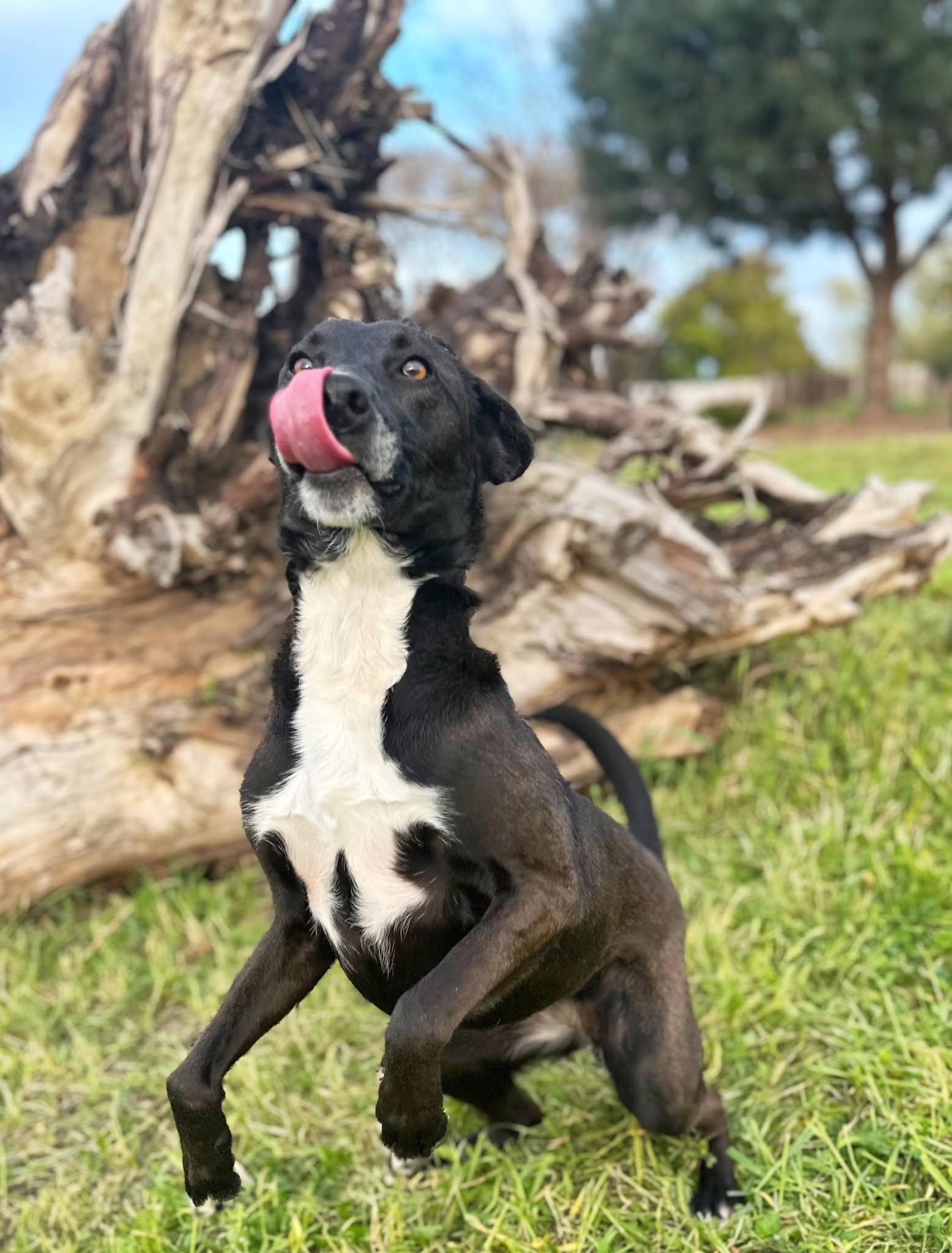 Bow, a Adoptable mixed breed in Modesto , CA image 3/4