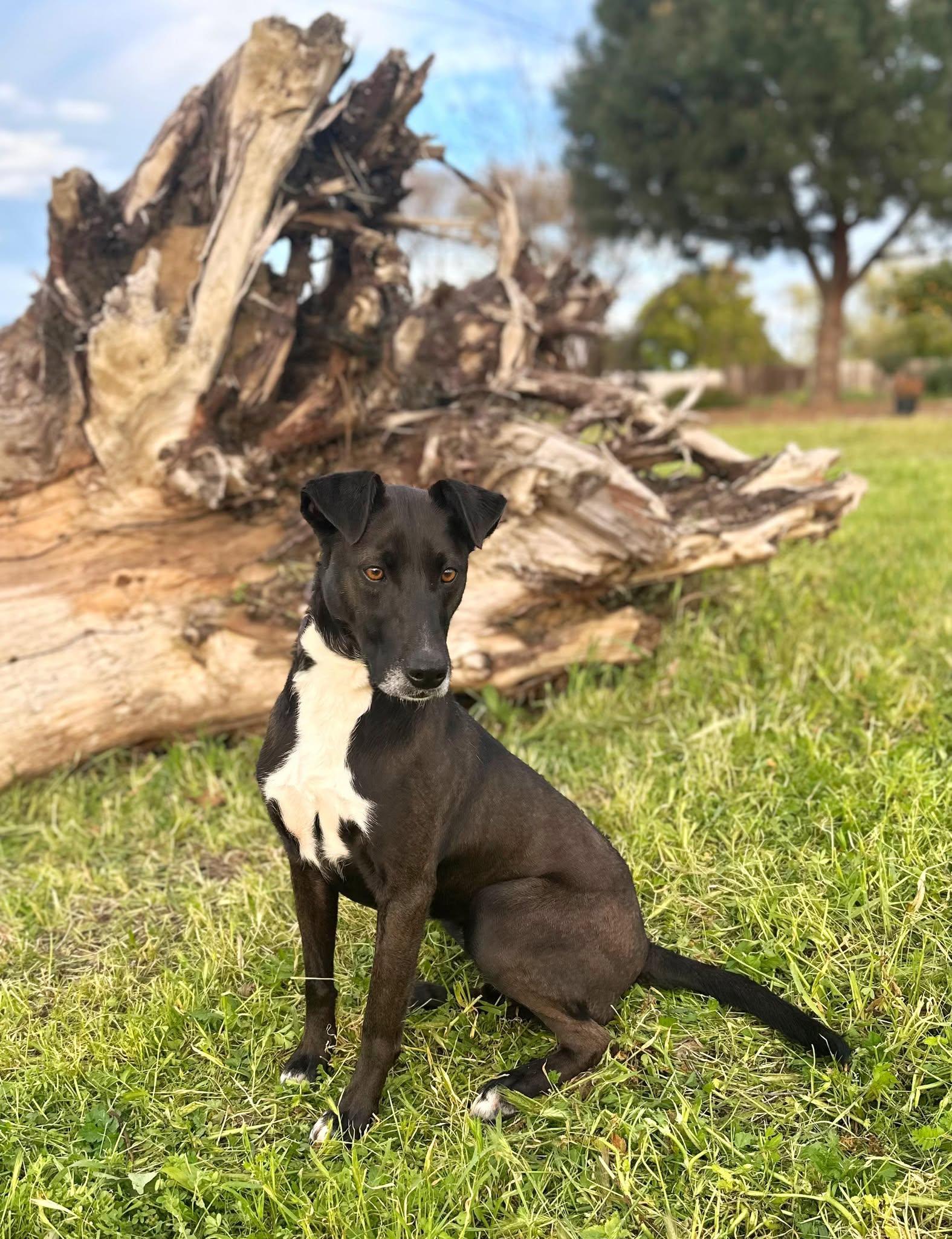 Bow, a Adoptable mixed breed in Modesto , CA image 4/4