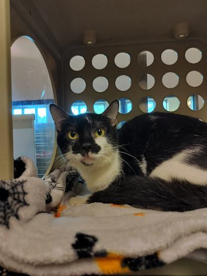 Tiramisu, Adoptable, Adult Male Domestic Short Hair & Domestic Short Hair.