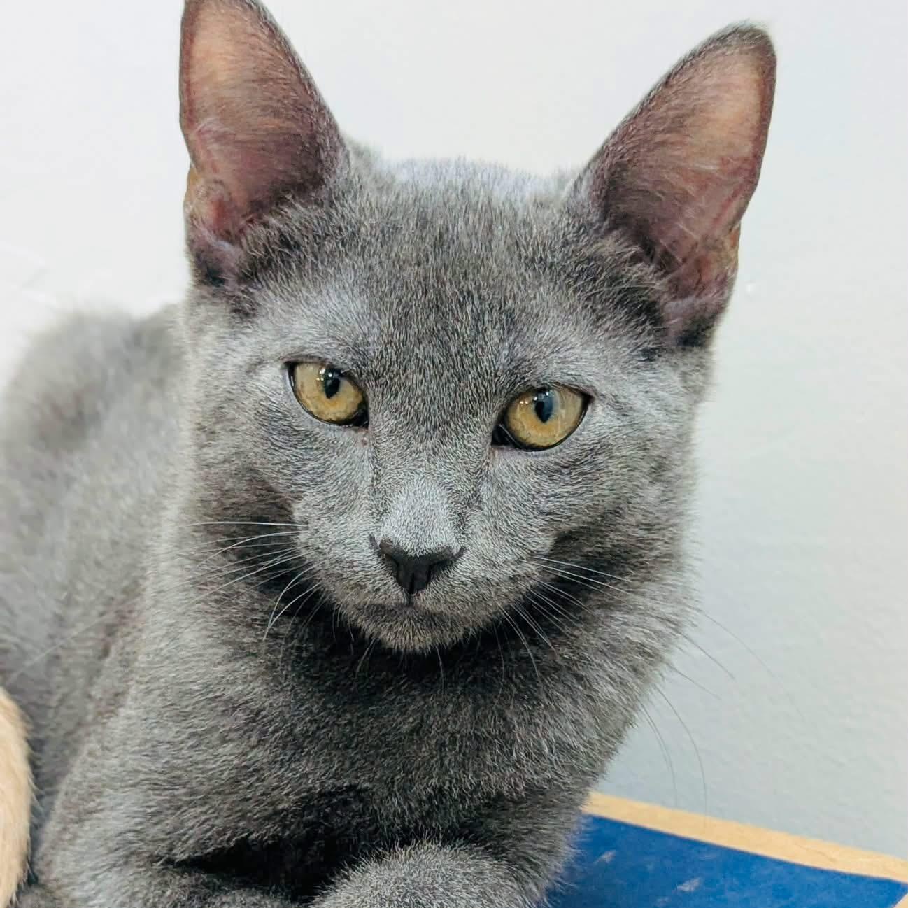 Smokey, adopted, Kitten Male Domestic Short Hair.