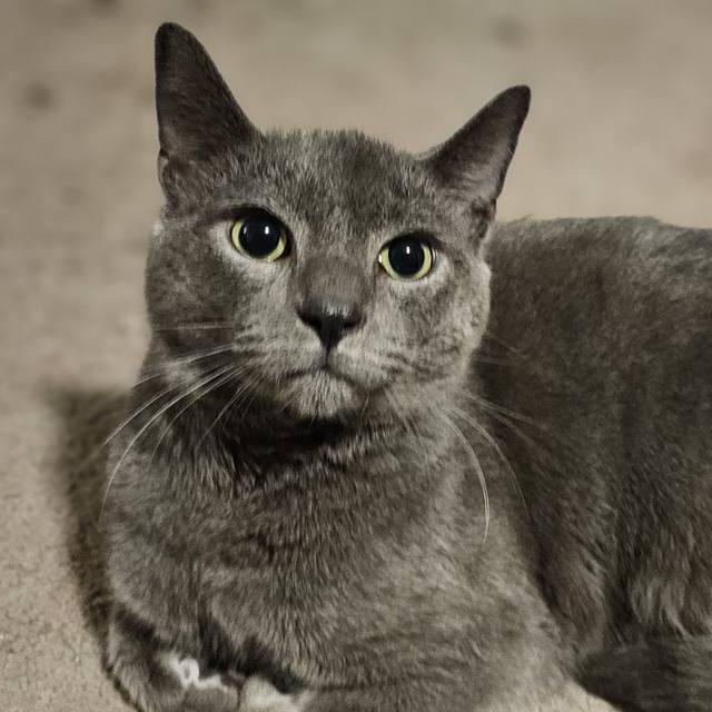 Enlarge Cricket, a Adoptable Domestic Short Hair in Winchester, VA image 1/4