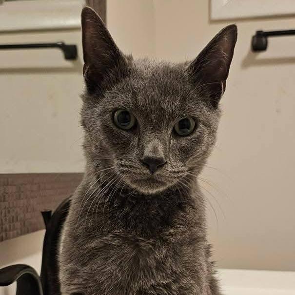 Enlarge Cricket, a Adoptable Domestic Short Hair in Winchester, VA image 2/4