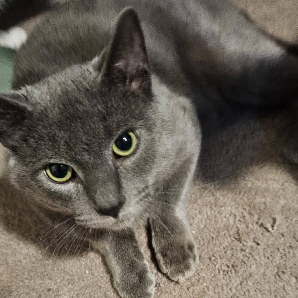 Enlarge Cricket, a Adoptable Domestic Short Hair in Winchester, VA image 3/4