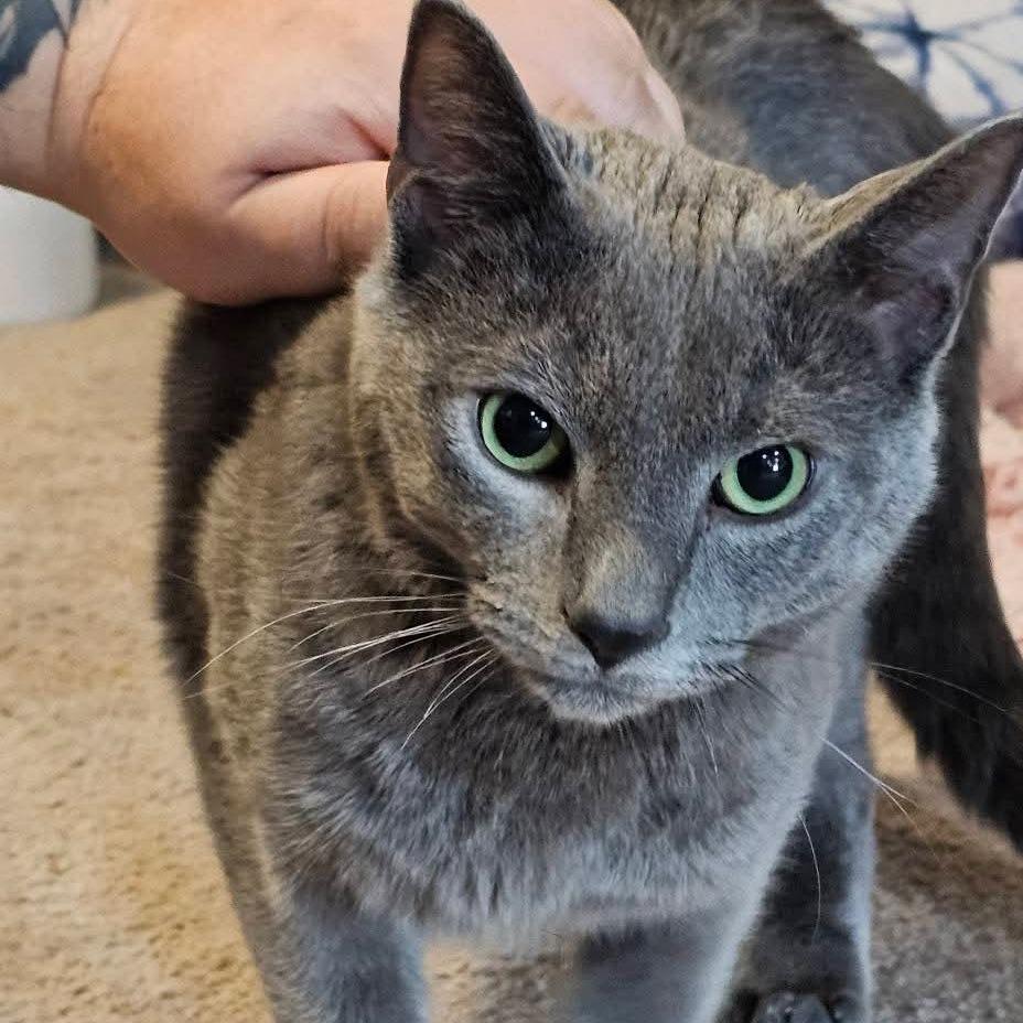 Enlarge Cricket, a Adoptable Domestic Short Hair in Winchester, VA image 4/4