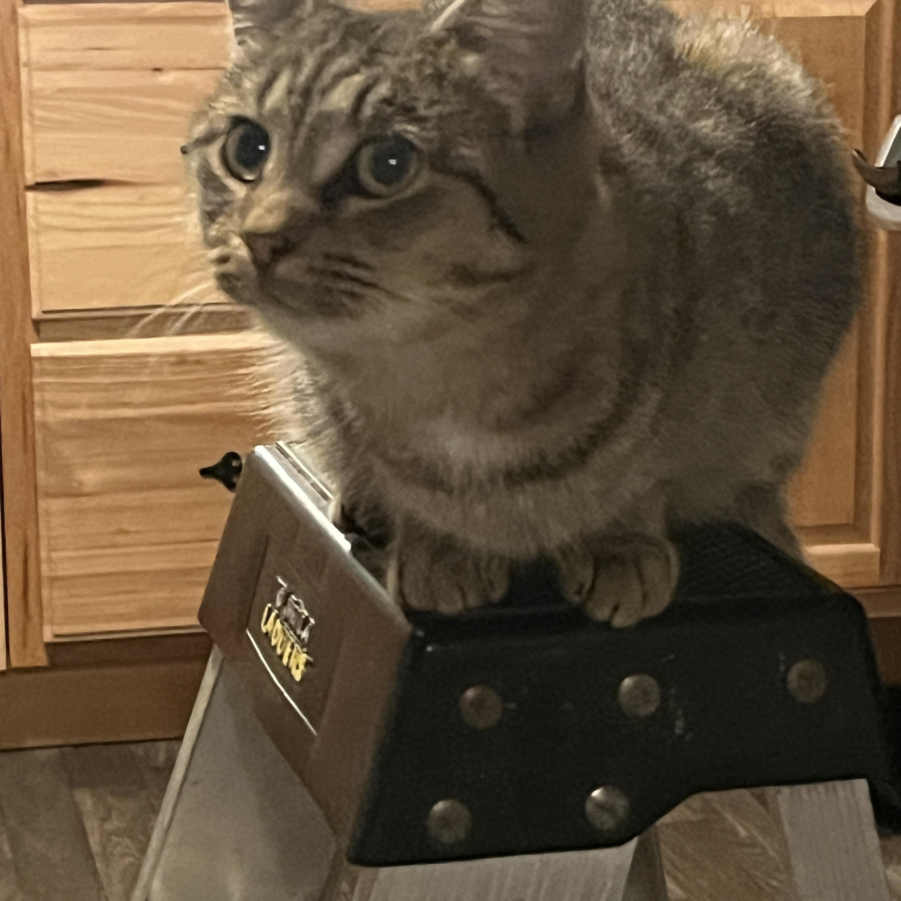 Skeeter, a Adoptable American Shorthair in New Blaine, AR image 2/3