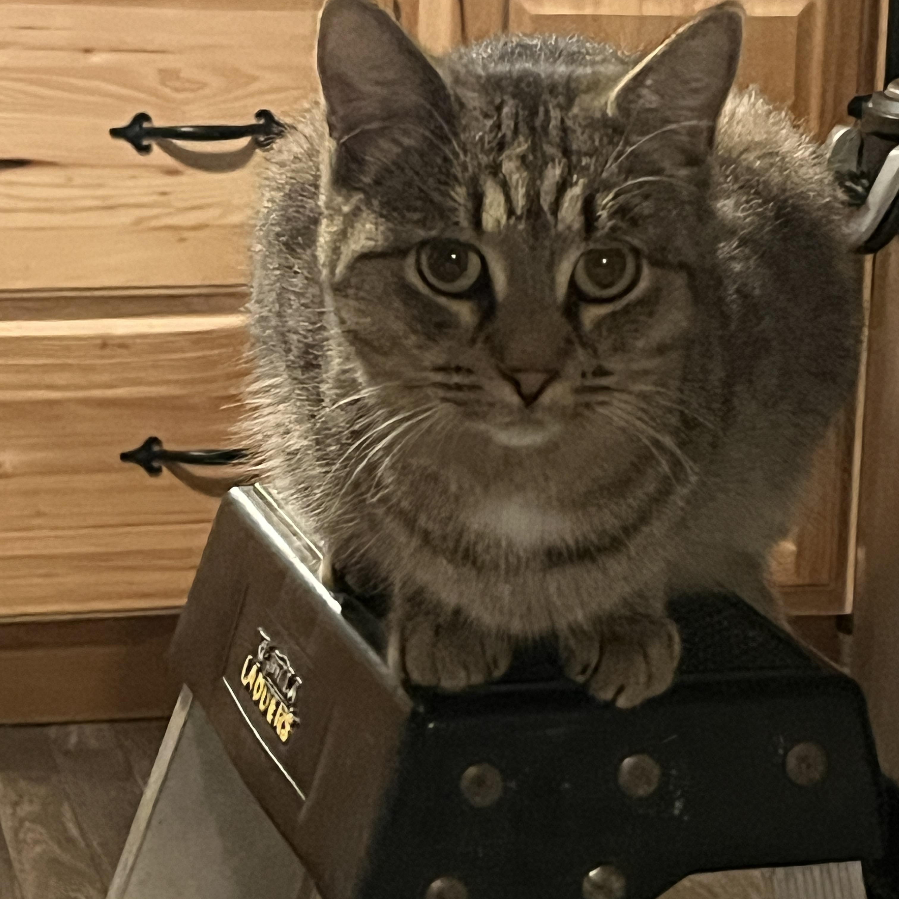 Skeeter, a Adoptable American Shorthair in New Blaine, AR image 3/3