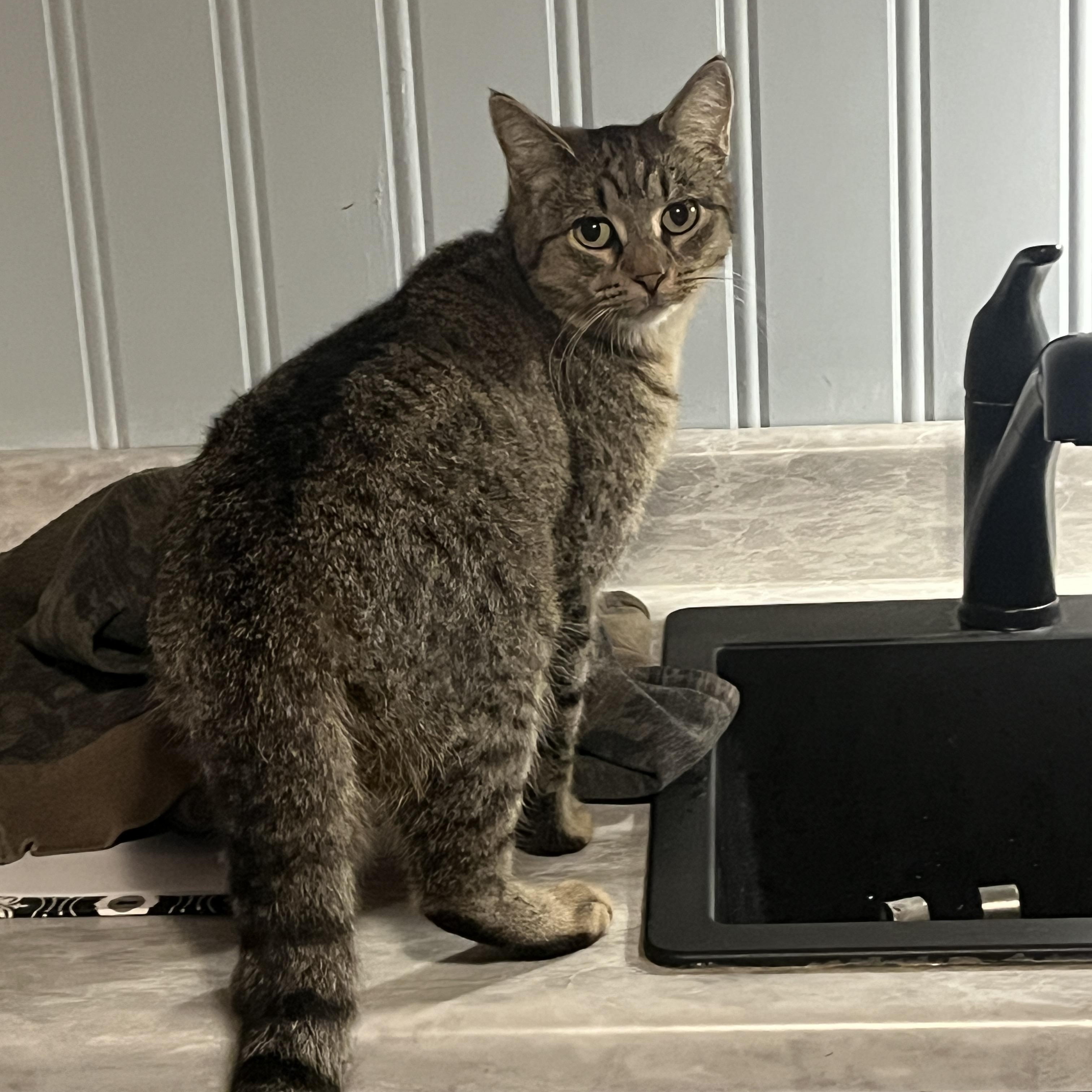 Skeeter, Adoptable, Adult Male American Shorthair.