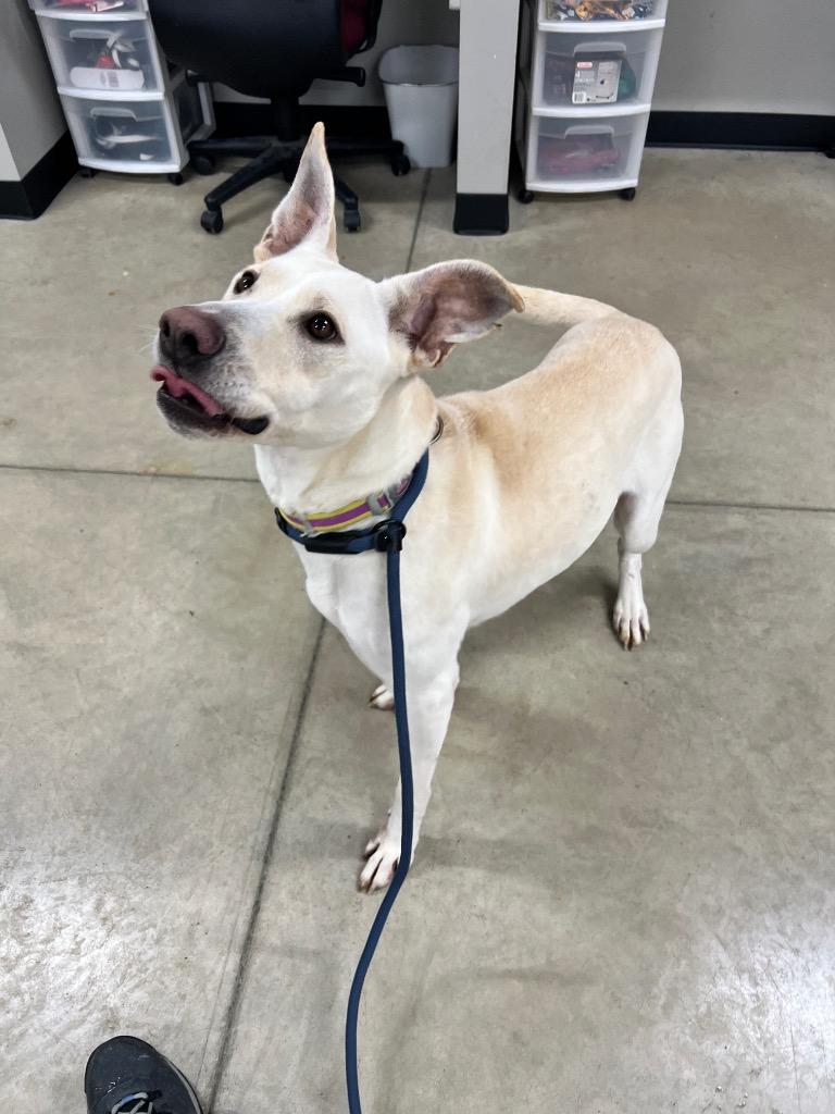 Enlarge Chloe, a Adoptable mixed breed in Pierceton, IN image 1/6