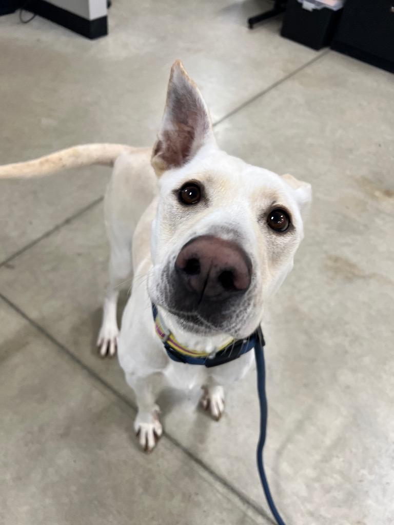 Enlarge Chloe, a Adoptable mixed breed in Pierceton, IN image 2/6