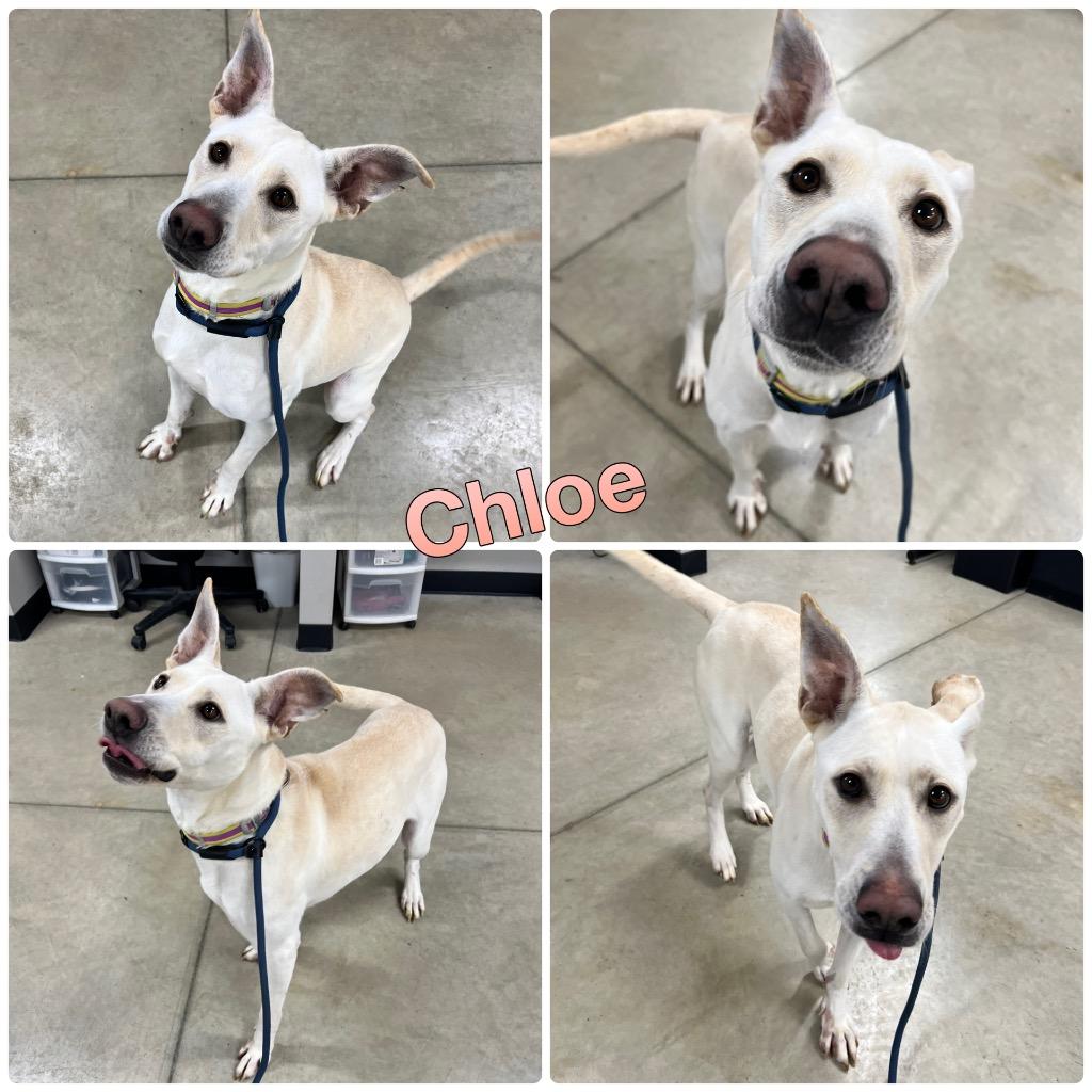 Enlarge Chloe, a Adoptable mixed breed in Pierceton, IN image 4/6