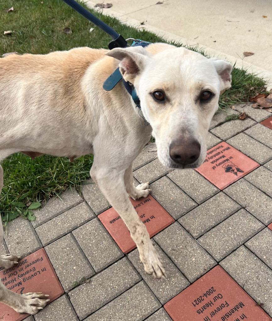 Enlarge Chloe, a Adoptable mixed breed in Pierceton, IN image 5/6