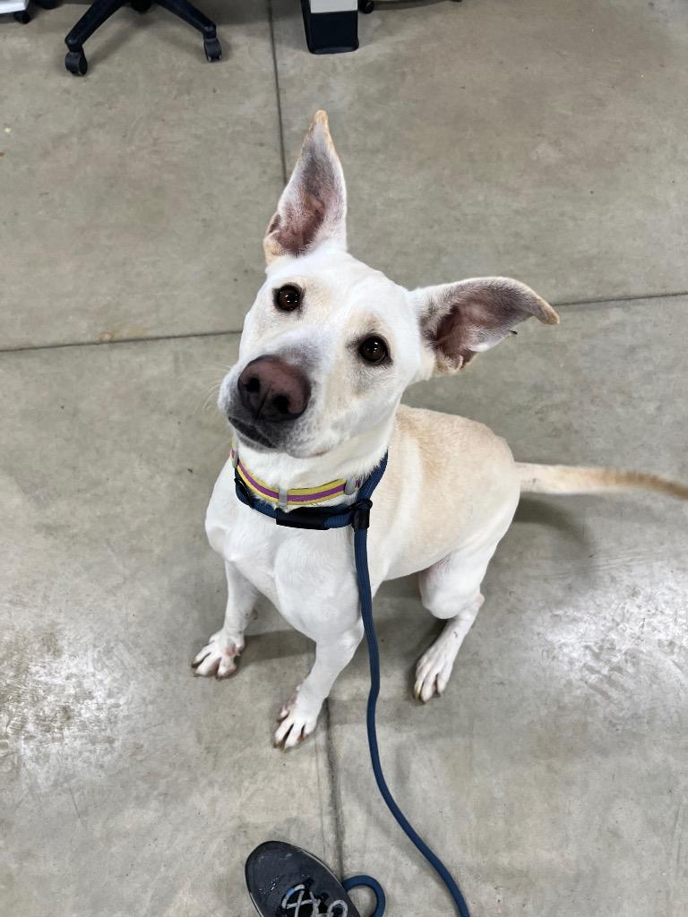 Enlarge Chloe, a Adoptable mixed breed in Pierceton, IN image 6/6